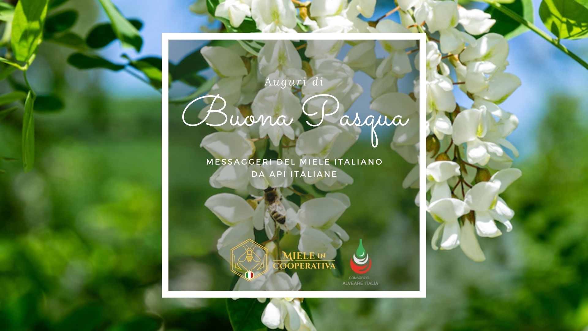Auguri di Buona Pasqua!